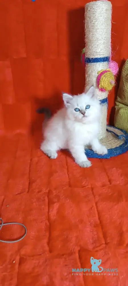 Yuku Siberian female blue tabby pointed live animals