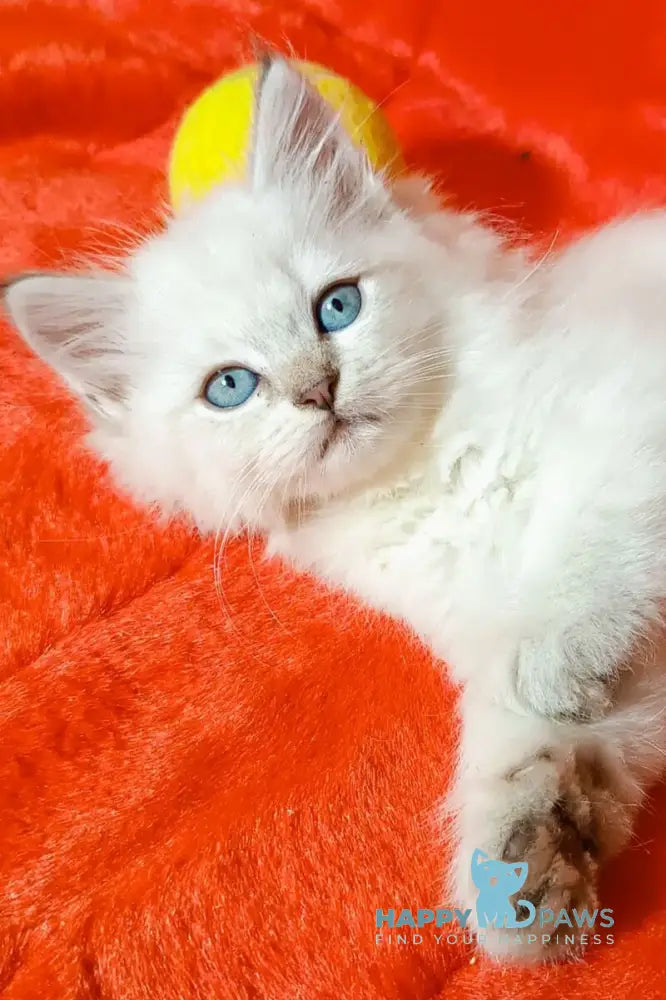 Yuku Siberian female blue tabby pointed live animals