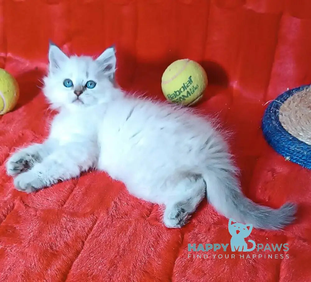 Yuku Siberian female blue tabby pointed live animals