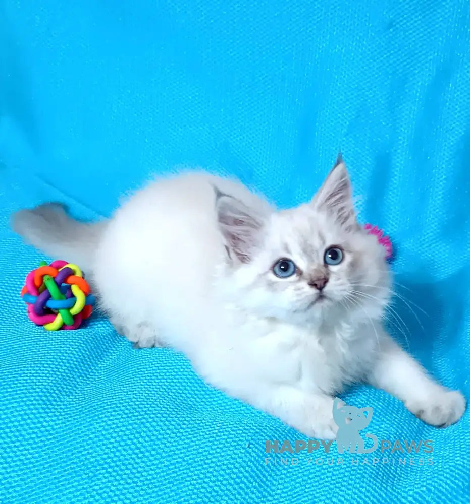 Yuku Siberian female blue tabby pointed live animals