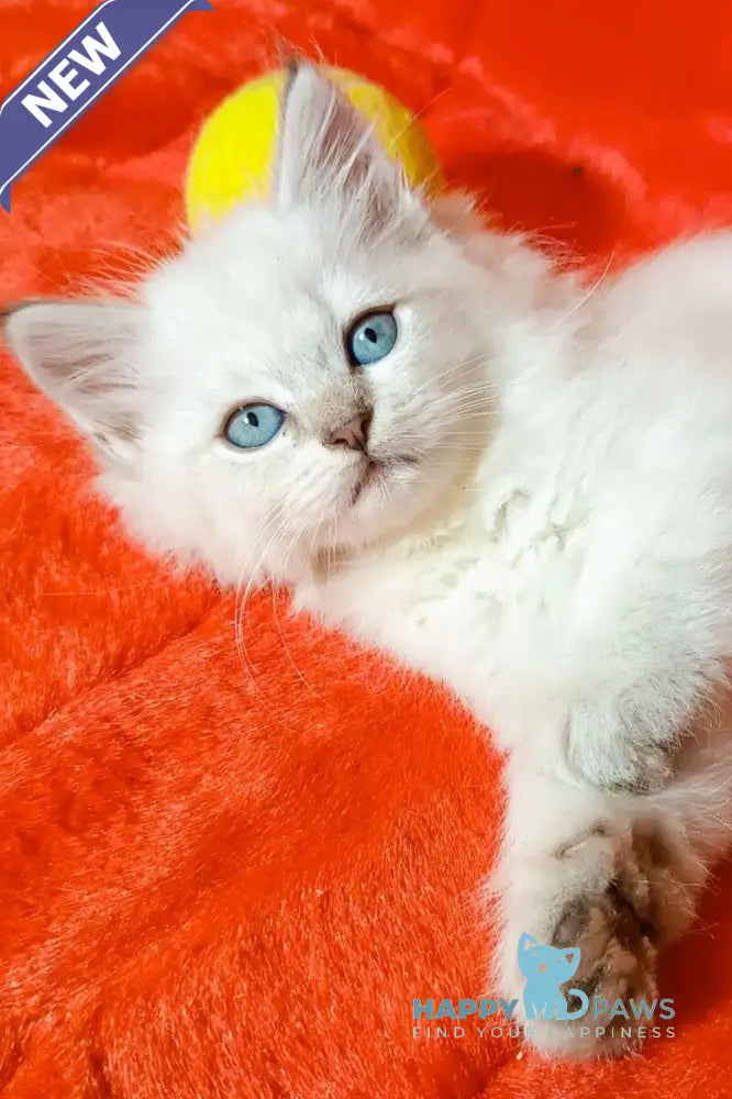 Yuku Siberian female blue tabby pointed live animals