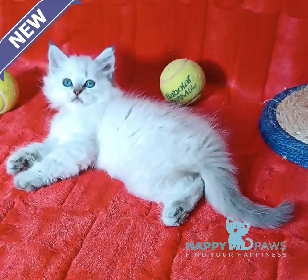 Yuku Siberian female blue tabby pointed live animals