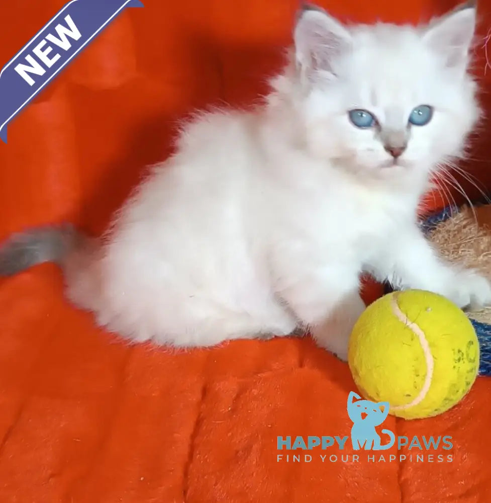 Yuku Siberian female blue tabby pointed live animals