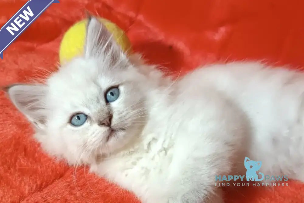 Yuku Siberian female blue tabby pointed live animals