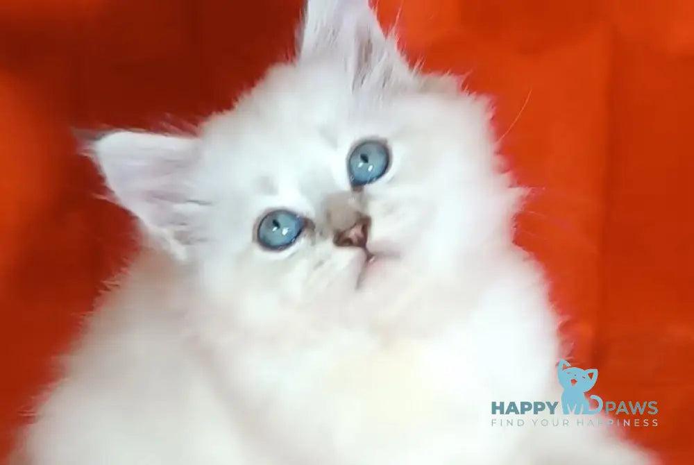 Yuku Siberian female blue tabby pointed live animals