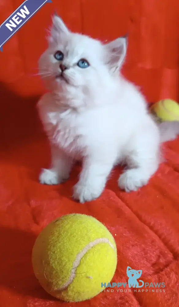 Yuku Siberian female blue tabby pointed live animals