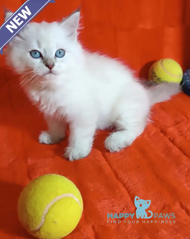 Yuku Siberian female blue tabby pointed live animals