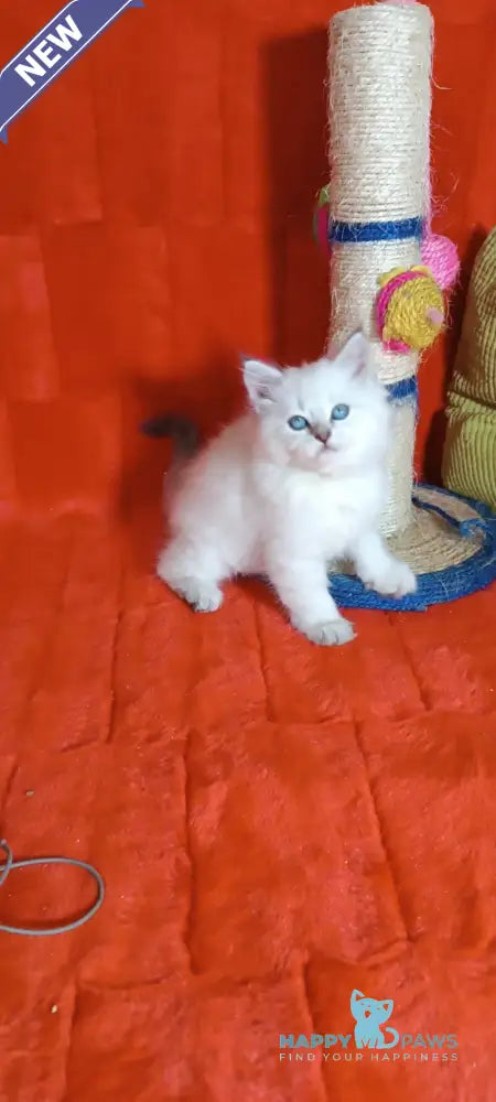 Yuku Siberian female blue tabby pointed live animals