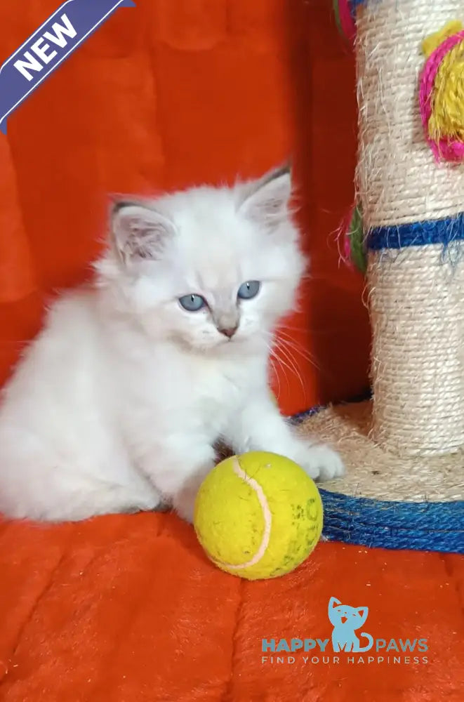 Yuku Siberian female blue tabby pointed live animals