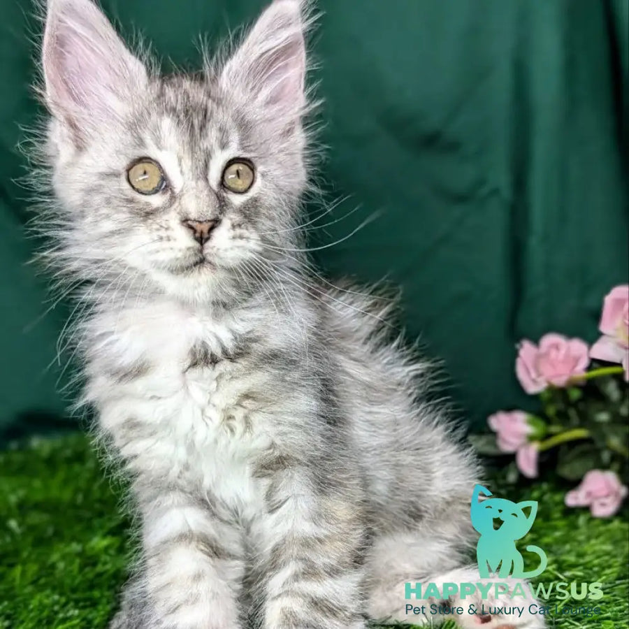 Yula Maine Coon female black tortie silver tabby - live animals
