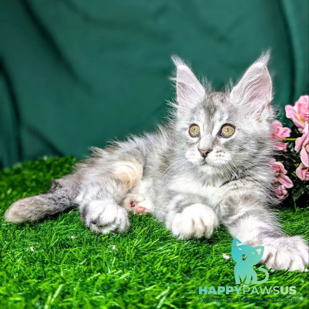 Yula Maine Coon female black tortie silver tabby - live animals