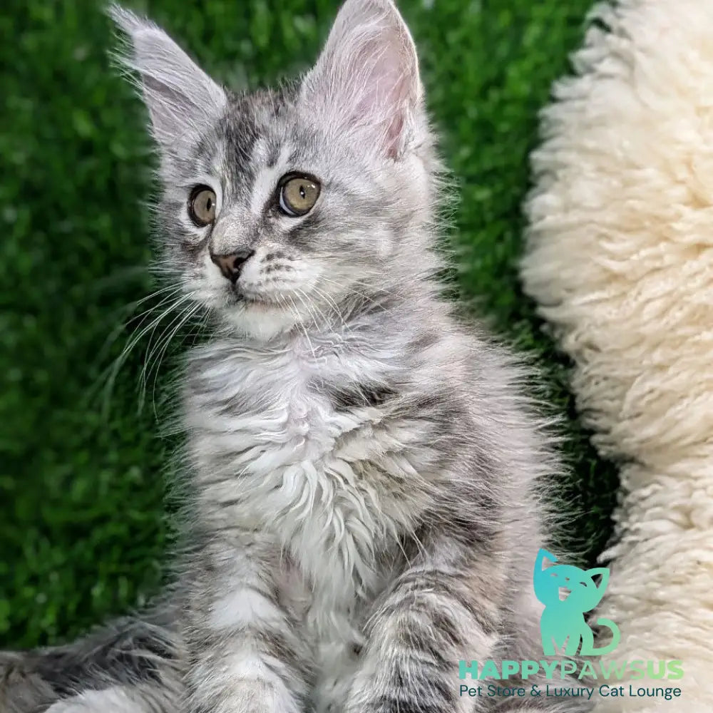 Yula Maine Coon female black tortie silver tabby - live animals