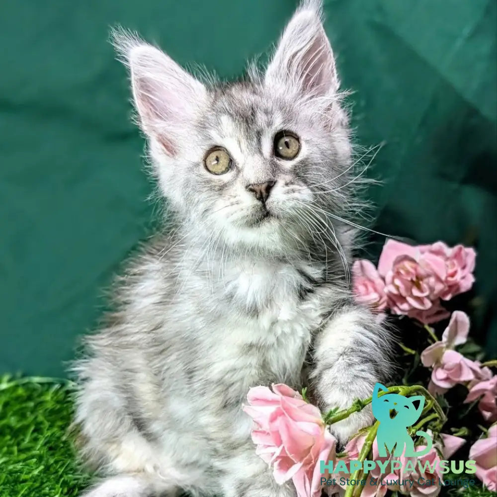 Yula Maine Coon female black tortie silver tabby - live animals