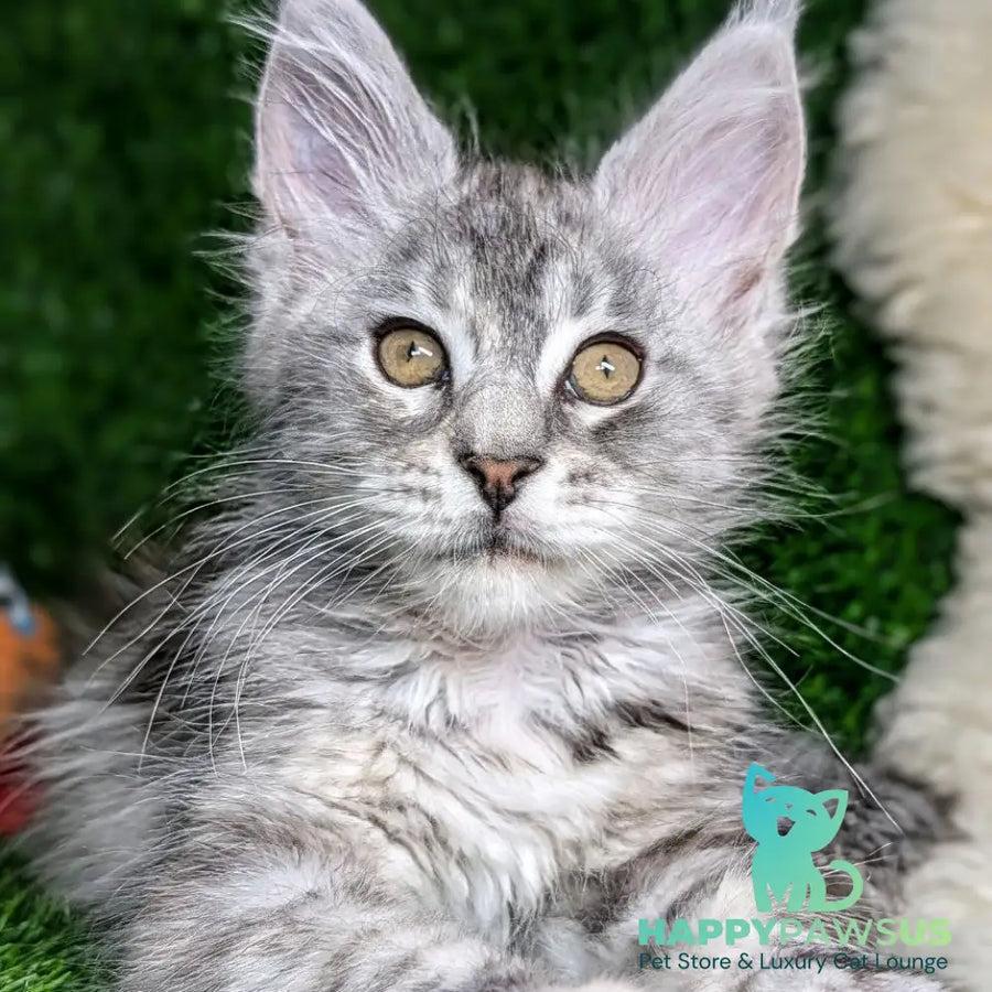 Yula Maine Coon female black tortie silver tabby - live animals