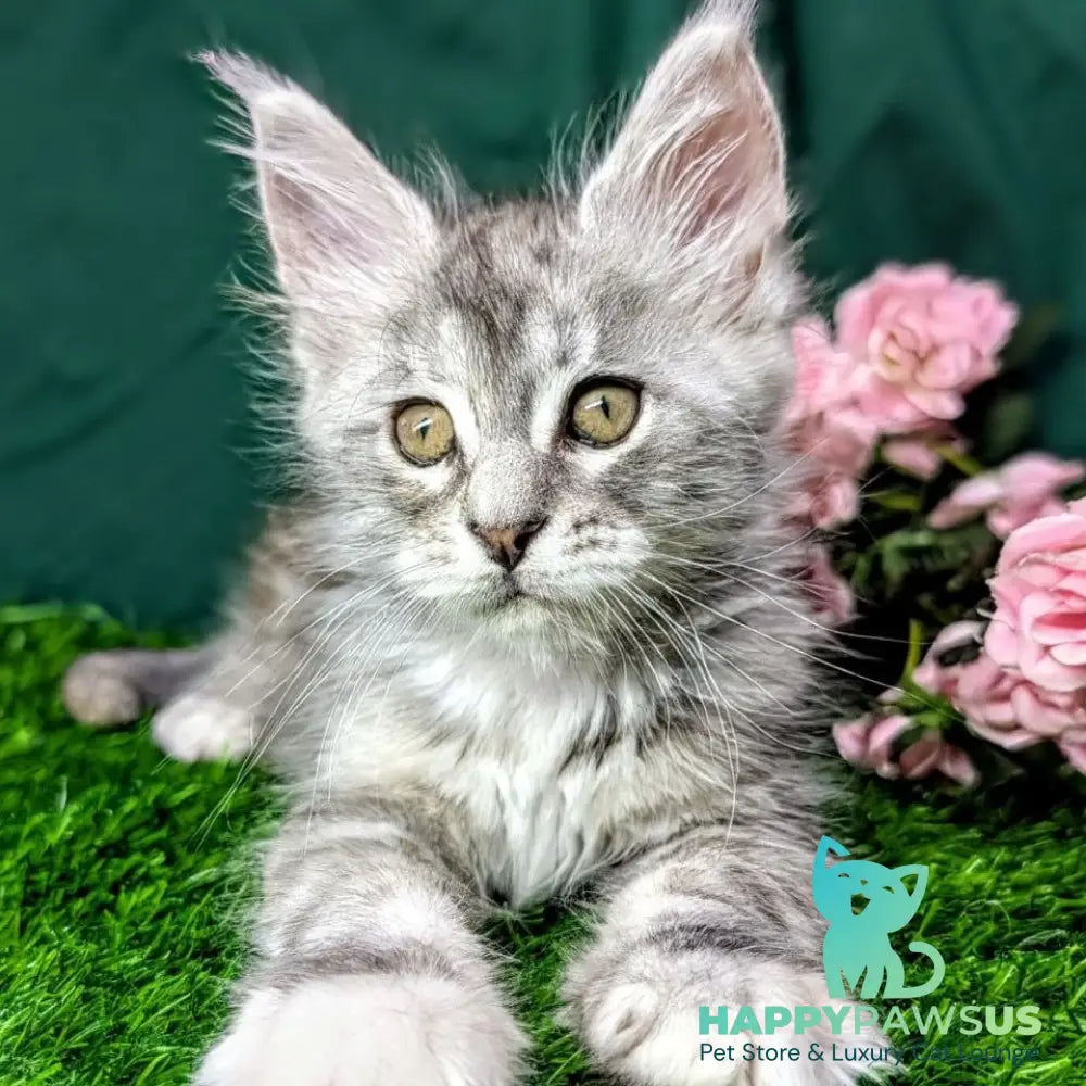 Yula Maine Coon female black tortie silver tabby - live animals
