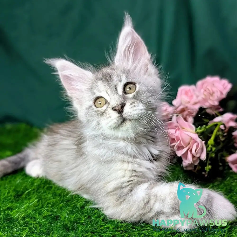 Yula Maine Coon female black tortie silver tabby - live animals