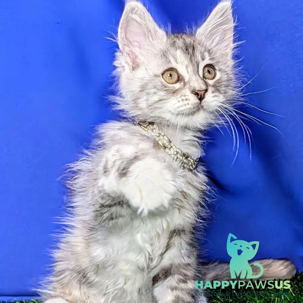 Yula Maine Coon female black tortie silver tabby - live animals