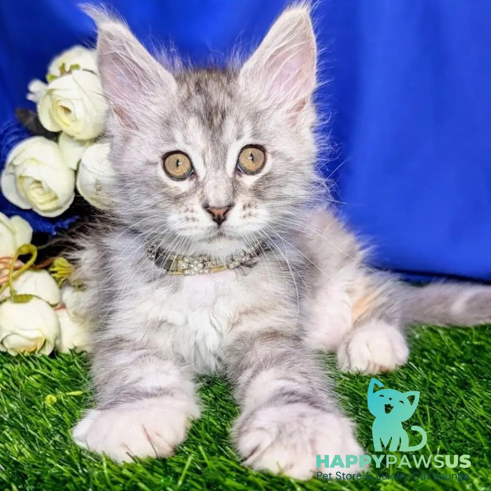 Yula Maine Coon female black tortie silver tabby - live animals