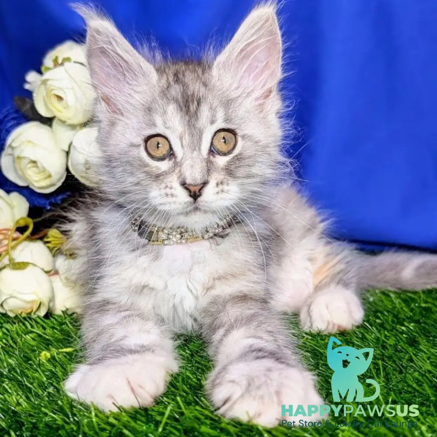 Yula Maine Coon female black tortie silver tabby - live animals
