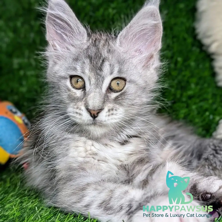 Yula Maine Coon female black tortie silver tabby - live animals