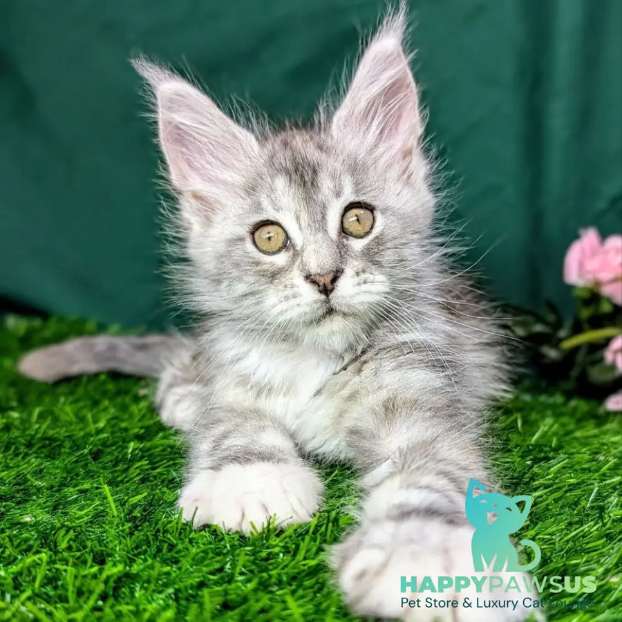 Yula Maine Coon female black tortie silver tabby - live animals