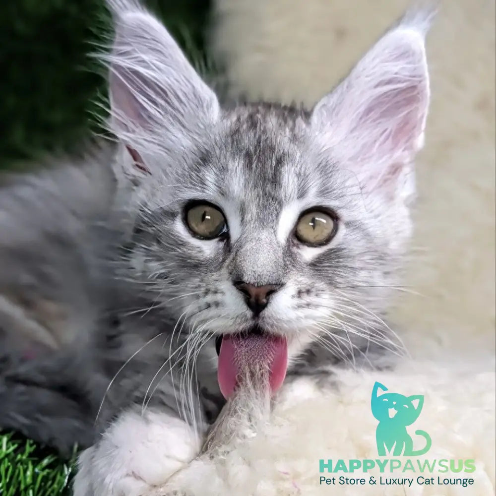 Yula Maine Coon female black tortie silver tabby - live animals
