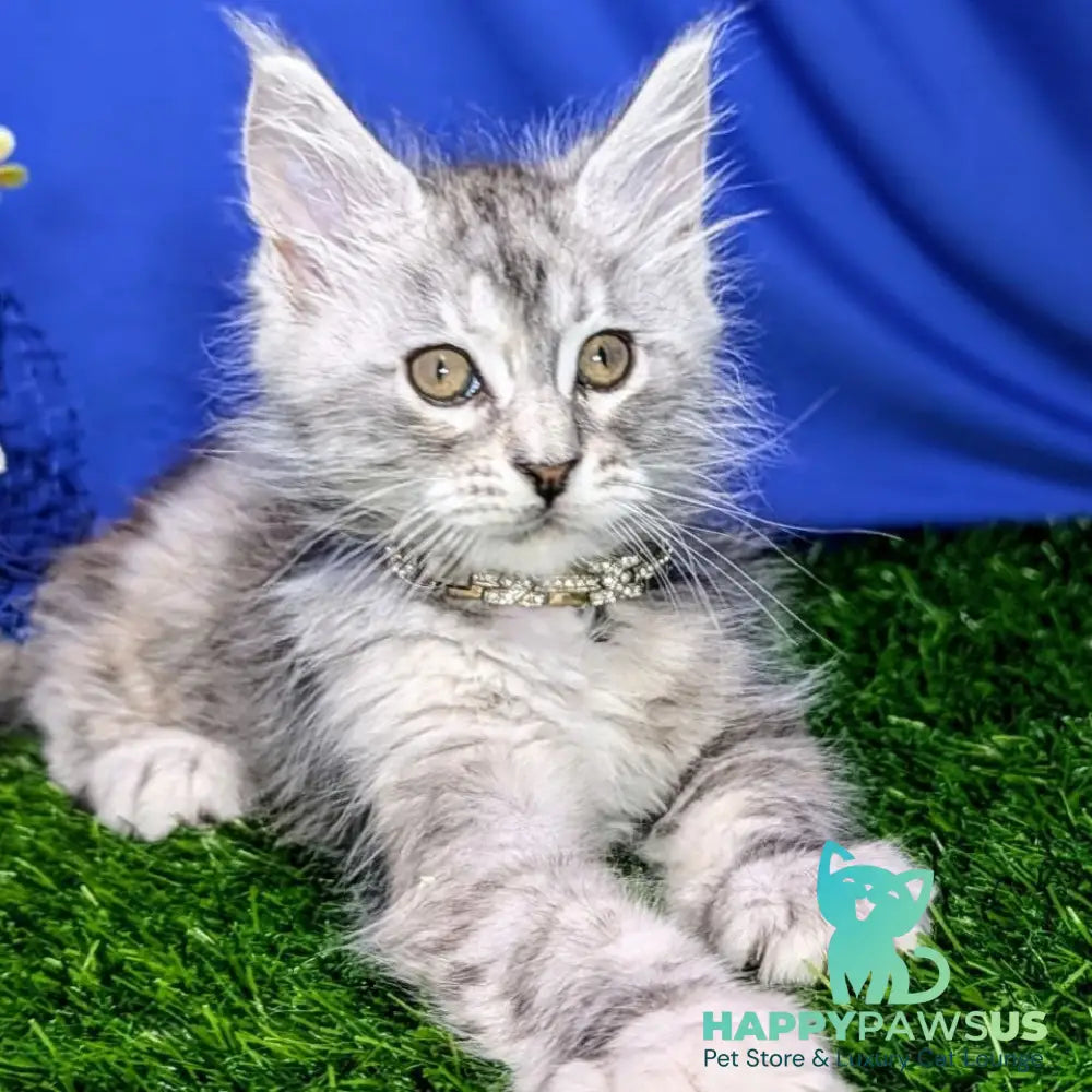 Yula Maine Coon female black tortie silver tabby - live animals