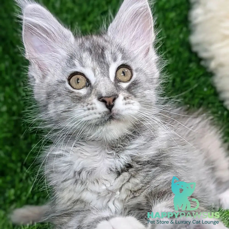 Yula Maine Coon female black tortie silver tabby - live animals