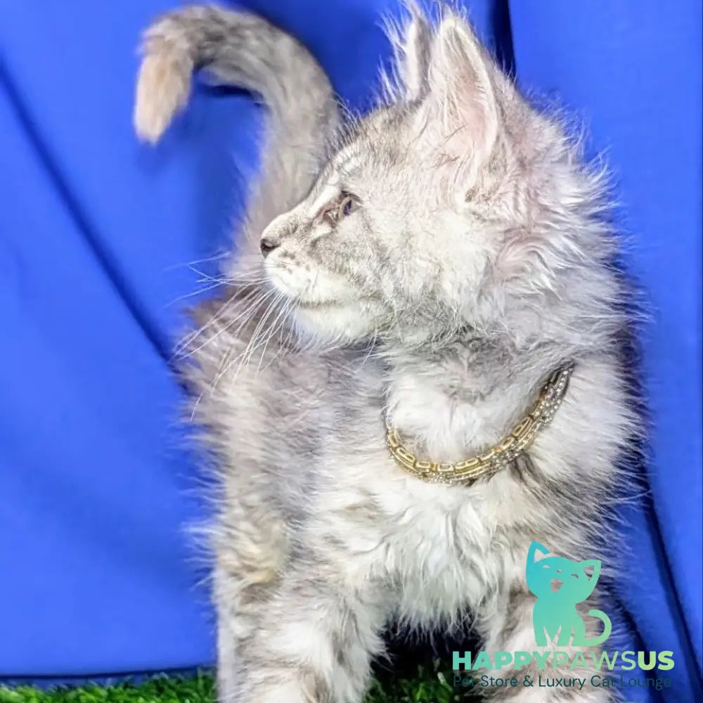 Yula Maine Coon female black tortie silver tabby - live animals