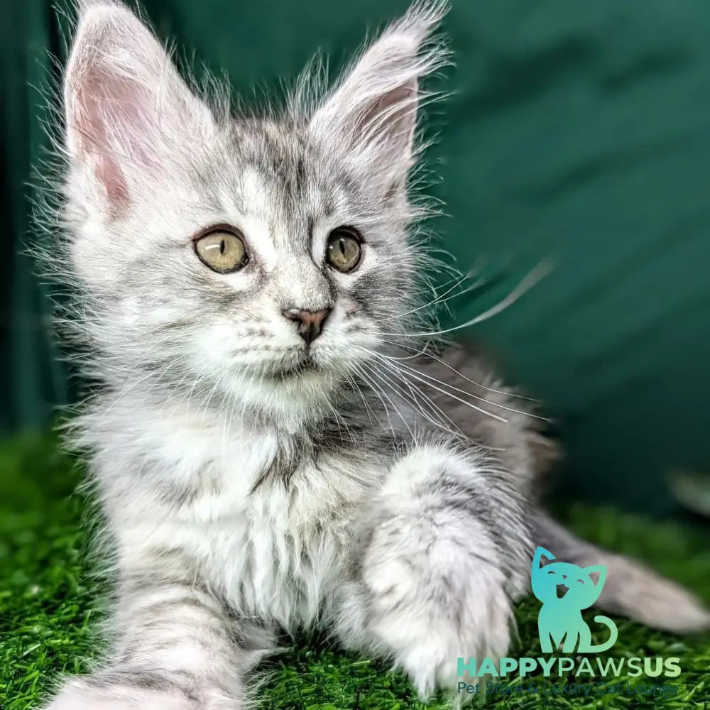 Yula Maine Coon female black tortie silver tabby - live animals