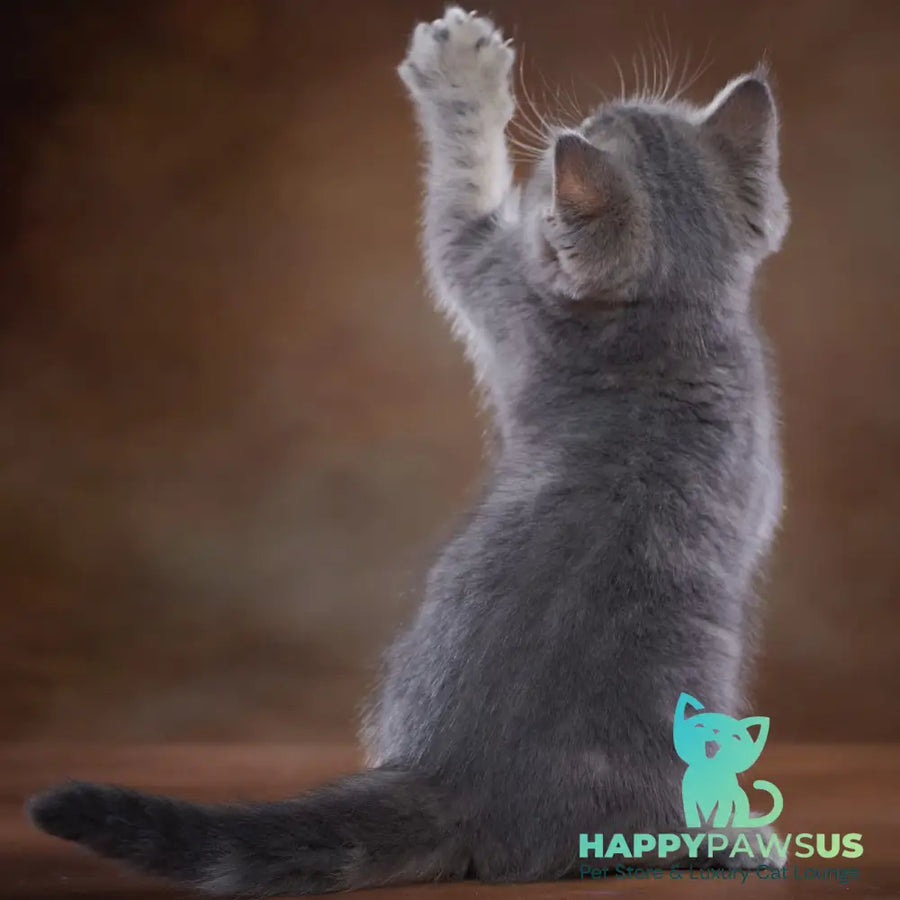 Yula Scottish Fold female blue silver tabby - live animals