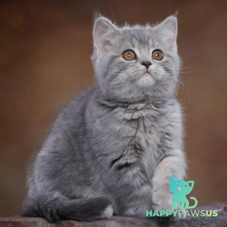 Yula Scottish Fold female blue silver tabby - live animals