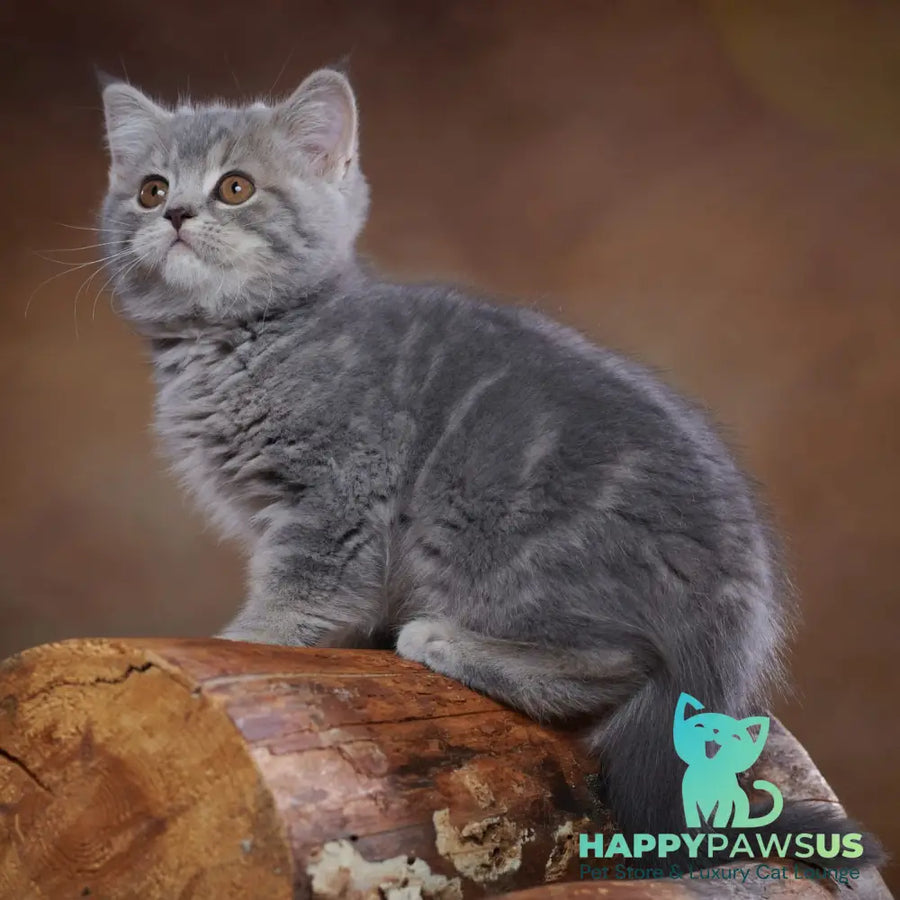 Yula Scottish Fold female blue silver tabby - live animals