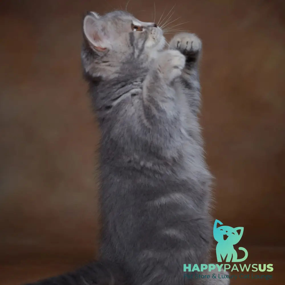 Yula Scottish Fold female blue silver tabby - live animals