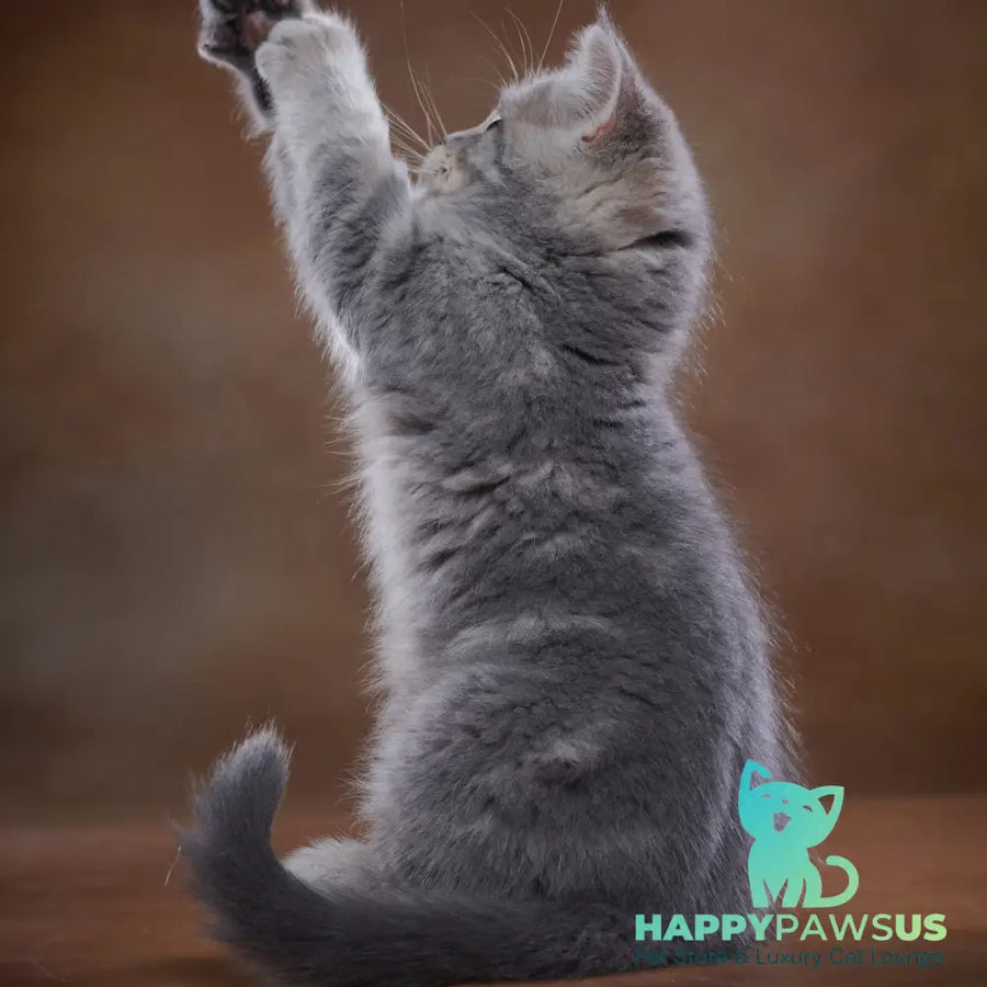 Yula Scottish Fold female blue silver tabby - live animals