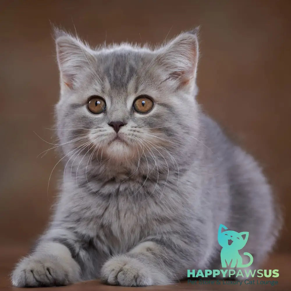 Yula Scottish Fold female blue silver tabby - live animals