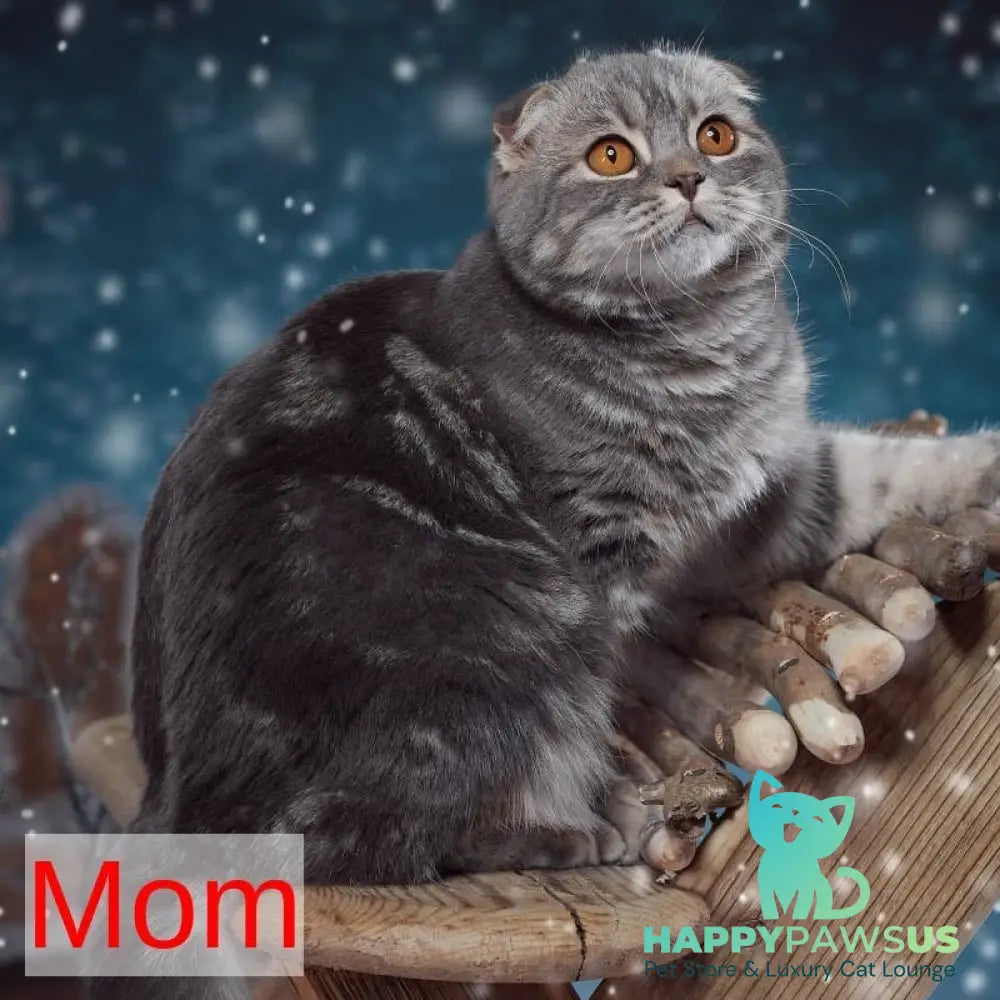 Yula Scottish Fold female blue silver tabby - live animals