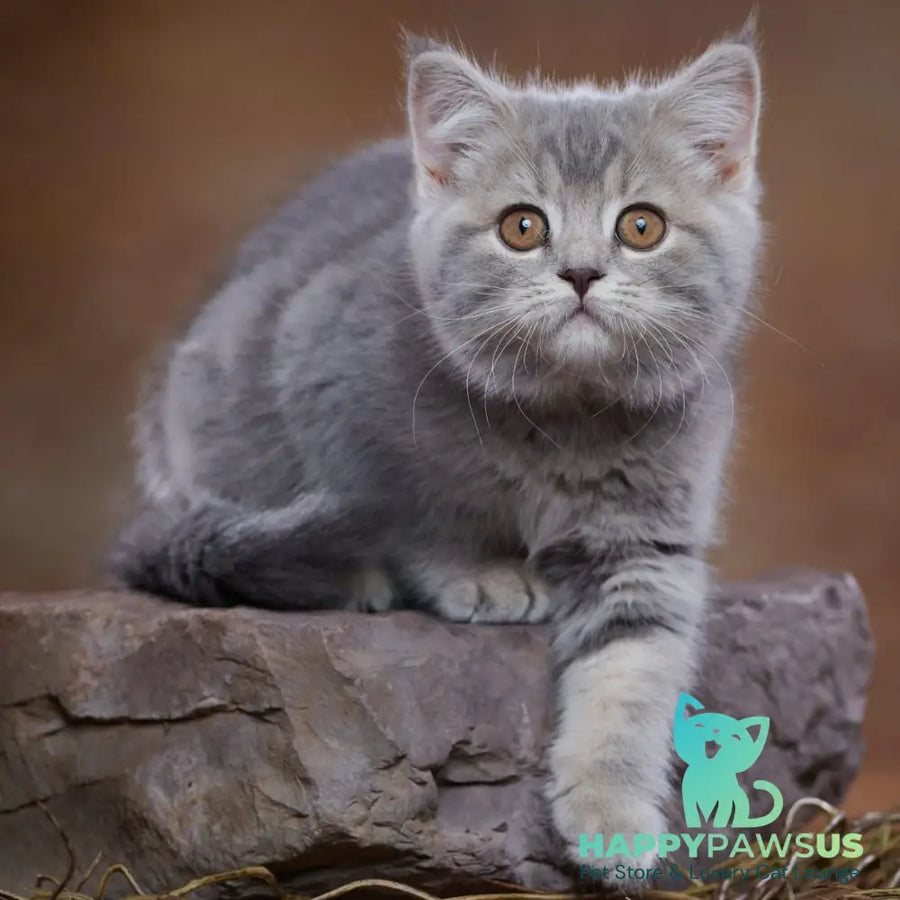 Yula Scottish Fold female blue silver tabby - live animals