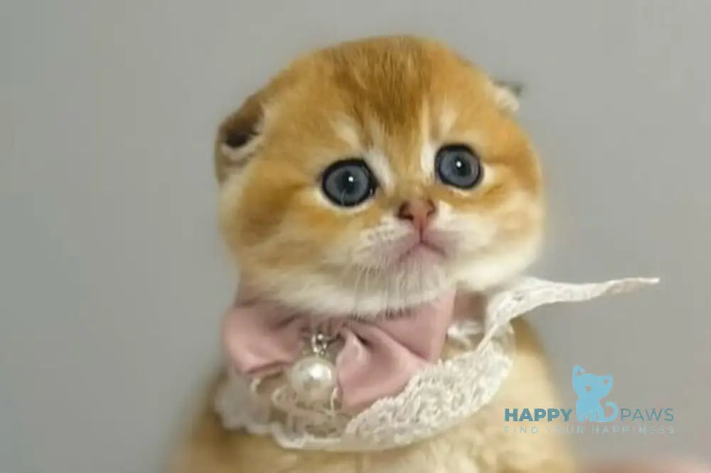 Yulechka Scottish Fold female black golden shaded live animals