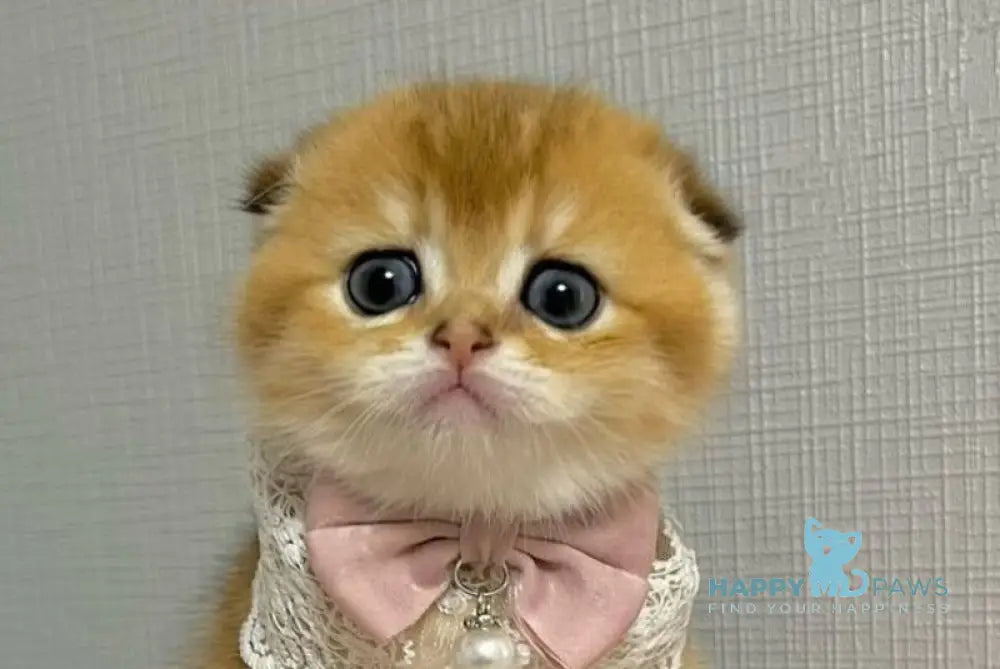 Yulechka Scottish Fold female black golden shaded live animals