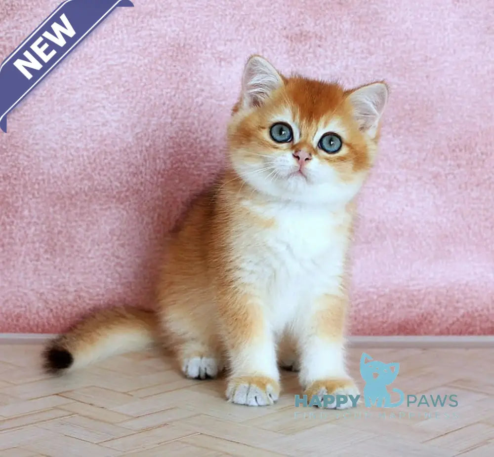 Yulian British Shorthair male black golden chinchilla live animals