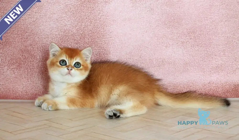 Yulian British Shorthair male black golden chinchilla live animals