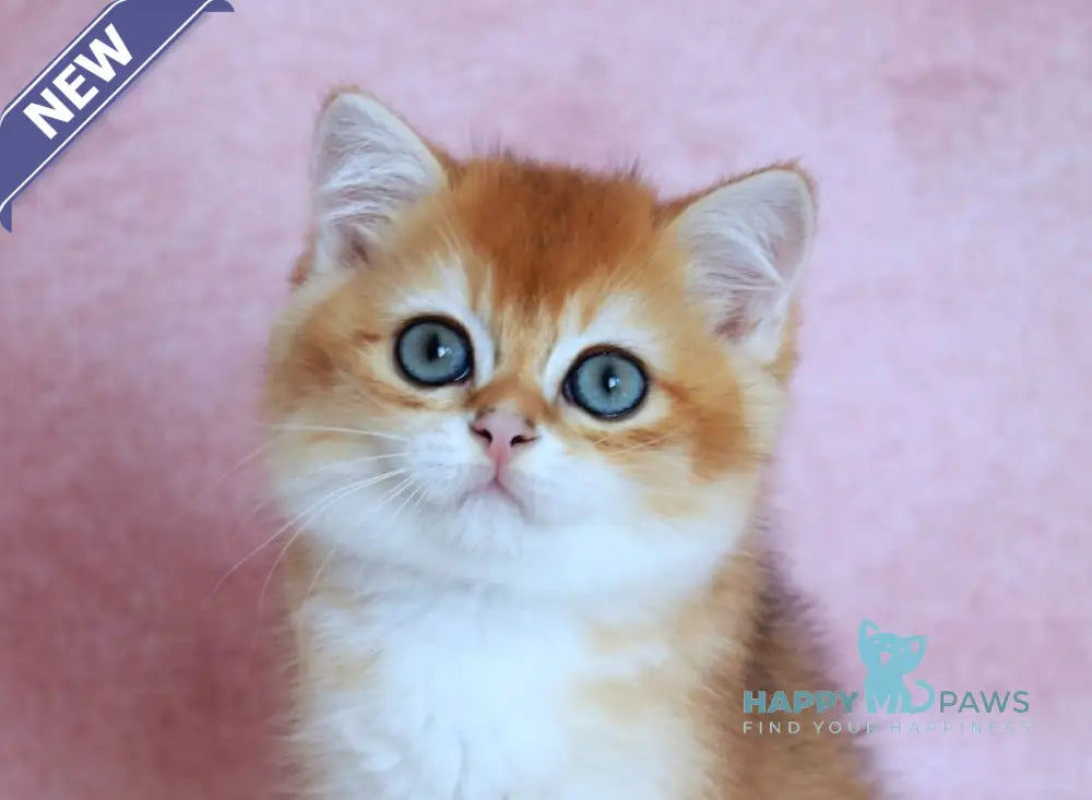 Yulian British Shorthair male black golden chinchilla live animals