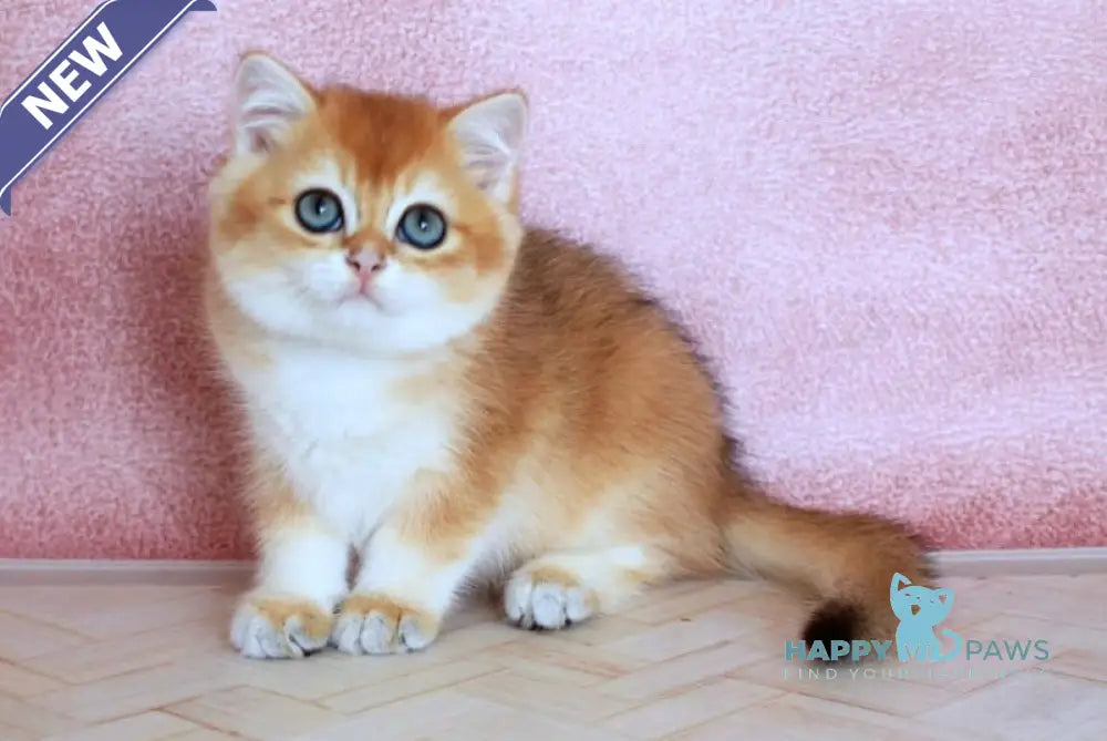 Yulian British Shorthair male black golden chinchilla live animals