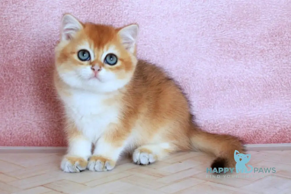 Yulian British Shorthair male black golden chinchilla live animals