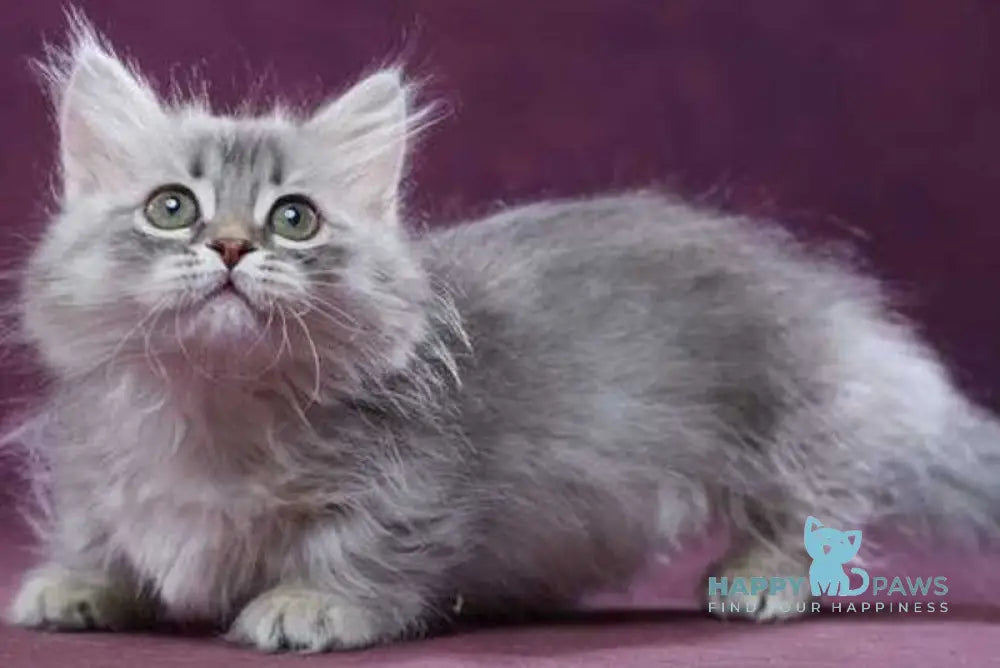 Yuliana Munchkin female blue silver ticked tabby - live animals