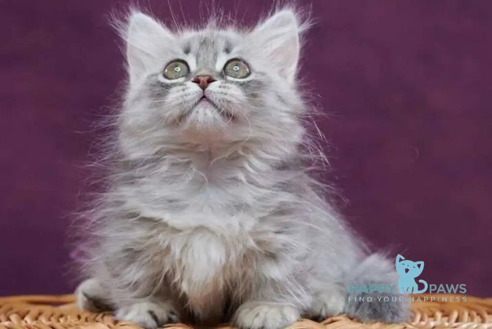 Yuliana Munchkin female blue silver ticked tabby - live animals