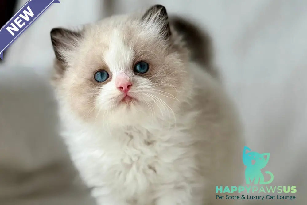 Yulik Ragdoll male black bicolour - live animals