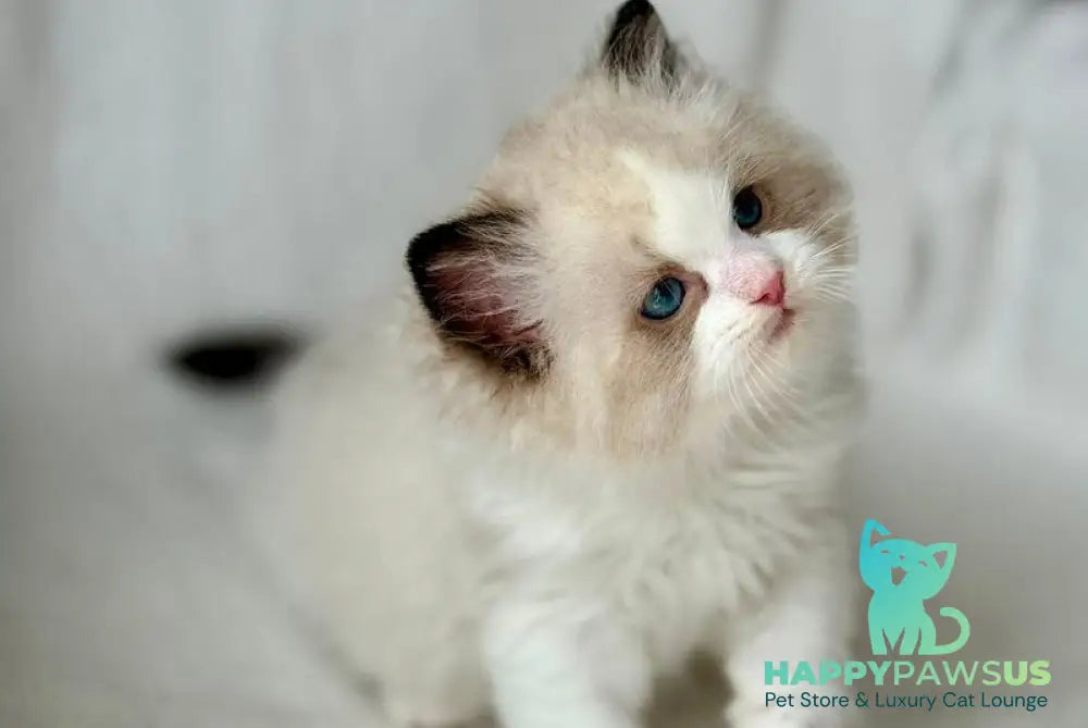 Yulik Ragdoll male black bicolour - live animals