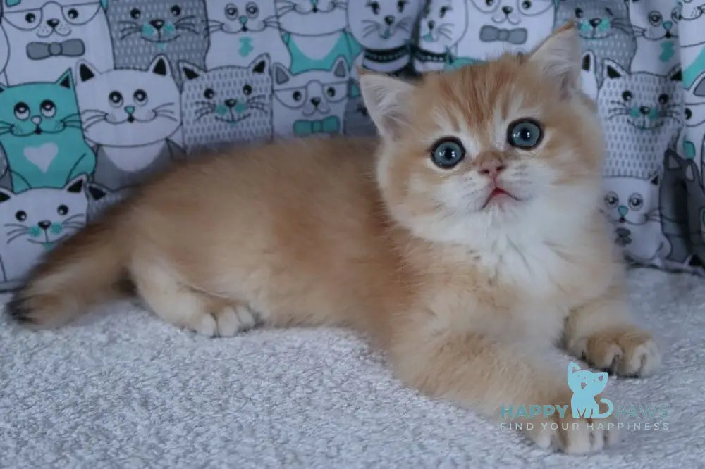 Yuliy British Shorthair male black golden chinchilla live animals